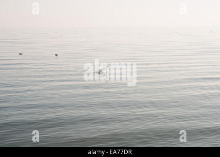 Swan und Möwen am Meer Stockfoto