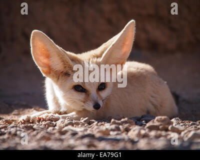 Wüste Fuchs (Fennec Fuchs) (Vulpes Zerda) Vorderansicht Stockfoto