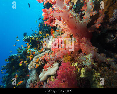 Korallenriff im Roten Meer Stockfoto
