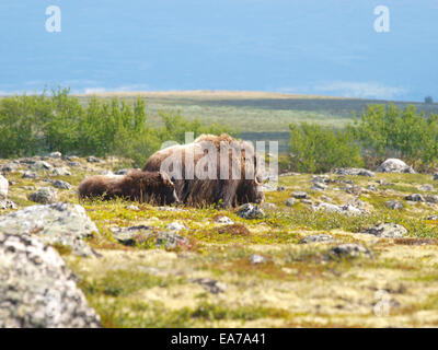 Die Moschusochsen (Norwegen) Stockfoto