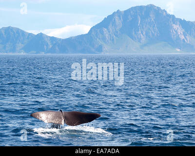 Pottwal zeigt seine Egel wie es taucht, Vesteralen, Norwegen Stockfoto