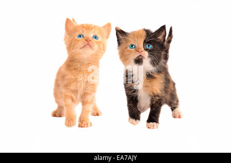 Zwei Kätzchen, ein Kattun und eine orange Tabby Kitten, zusammen auf einem weißen Hintergrund Stockfoto