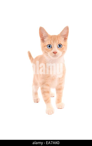 Ein orange Tabby steht auf einem weißen Hintergrund Stockfoto