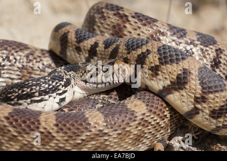 Bull Snake, Pituophis Catenifer, Badlands, North Dakota, USA Stockfoto