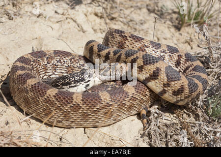 Bull Snake, Pituophis Catenifer, Badlands, North Dakota, USA Stockfoto