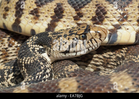 Bull Snake, Pituophis Catenifer, Badlands, North Dakota, USA Stockfoto