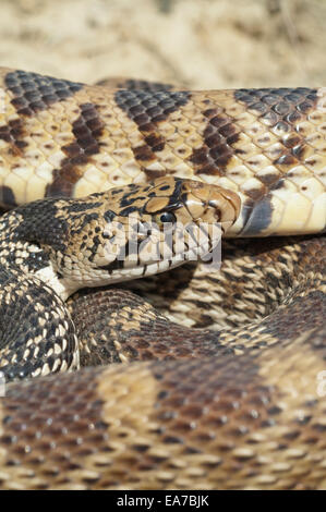 Bull Snake, Pituophis Catenifer, Badlands, North Dakota, USA Stockfoto