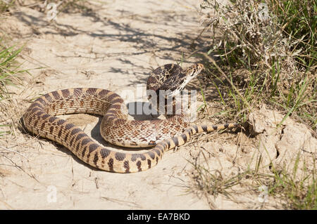 Bull Snake, Pituophis Catenifer, Badlands, North Dakota, USA Stockfoto