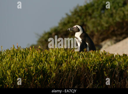 Afrikanische Pinguin (spheniscus demersus) auf dem Spaziergang an einem Strand in der Nähe von Kapstadt in Südafrika. Stockfoto