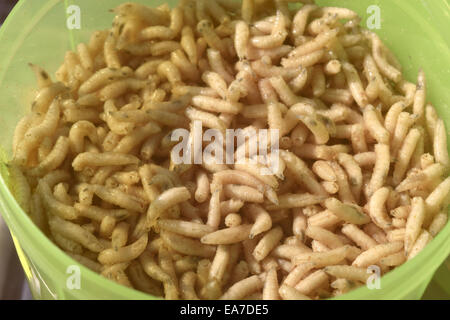 um den Haken Köder: Köder zu leben Stockfoto