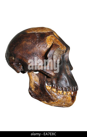 "Lucy" Australopithecus Afarensis Schädel Cast Stockfoto