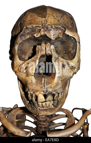 Homo Ergaster (Erectus) Skelett Nariokotome Boy Stockfoto