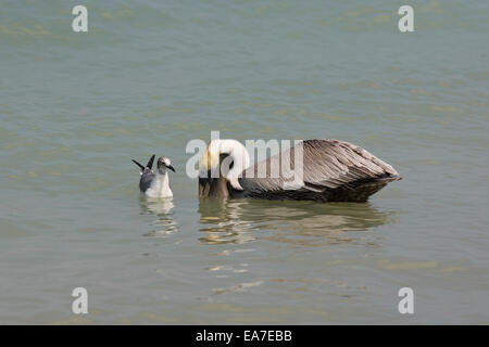 Brauner Pelikan Pelecanus Occidentalis fangen Fische und ein Lachen Möwe versucht, eine zu stehlen Stockfoto