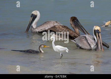 Brauner Pelikan Pelecanus Occidentalis Snowy Reiher und Kormorane Fische fangen am Ufer Stockfoto