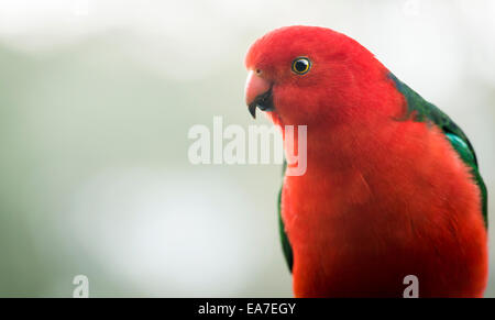 Männliche Australian King Papagei Vogel mit lebendigen Farben schauen neugierig Stockfoto