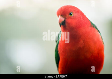 Männliche Australian King Papagei Vogel mit lebendigen Farben schauen neugierig Stockfoto