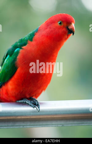 Männliche Australian King Papagei Vogel mit lebendigen Farben schauen neugierig Stockfoto