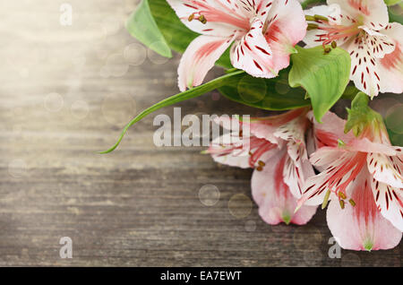 Rosa Blüten auf alten grauen Hintergrund Holz Stockfoto