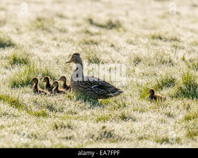 Weibliche Gadwall [Anas Strepera] mit fünf jungen, huschen über Tau bedeckt Sumpf, im morgendlichen Sonnenlicht gebadet. Stockfoto