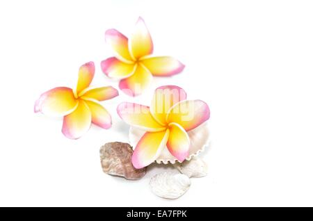 Plumeria Blumen und Muscheln isoliert auf weiss Stockfoto