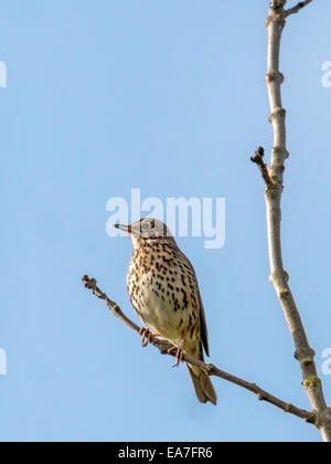 Schöne Singdrossel [Turdus Philomelos] thront auf einem Ast, fangen die Morgensonne mit blauem Hintergrund. Stockfoto