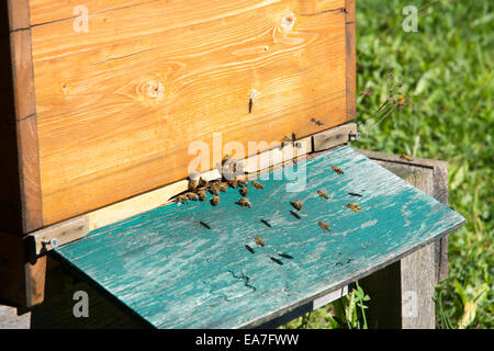 Imkerei - Bienen fliegen auf einem hölzernen Beeyard. Stockfoto