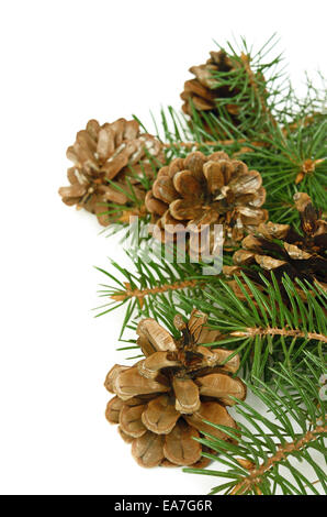 Weihnachtsbaum Zweig mit Zapfen isoliert auf weiss Stockfoto