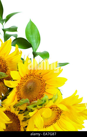 Sonnenblumen, die isoliert auf weißem Hintergrund Stockfoto