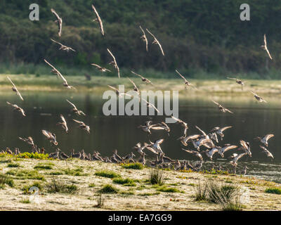 Kleine Herde von Austernfischer [Haematopus] Tiefflug, blättert das Wasser. Stockfoto