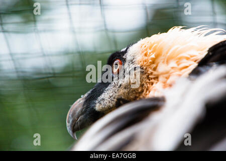 Bartgeier, Bartgeier (sollten Barbatus) (Gefangenschaft) Stockfoto