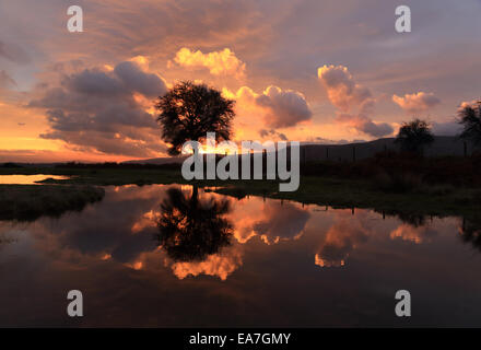 Einsamer Baum spiegelt sich in einem noch Pool zusammen mit Wolken, am frühen Morgen früh ein Morgen im November, mit schönen Himmel Stockfoto