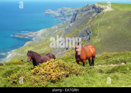 Ponys auf Klippe am Hochufer oberhalb des Strandes der Druse in der Nähe von Boscastle mit Küsten Blick auf Cambeak in der Nähe von Crackington Hafen Nr. Stockfoto