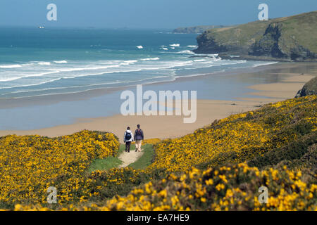Wanderweg die Küste durch ein Meer von Gorse Blumen Watergate Bay Newquay Restormel Cornwall South West England UK Stockfoto