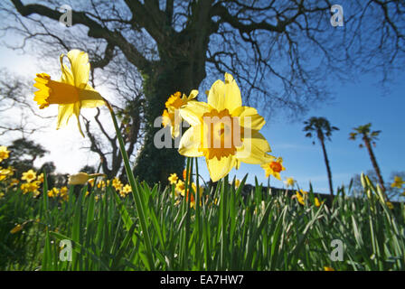Nahaufnahme geringer Weitwinkel blickte zu Hintergrundbeleuchtung Narzissen Narcissus Pseudonarcissus in The Lost Gardens of Heligan Mevagissey Stockfoto