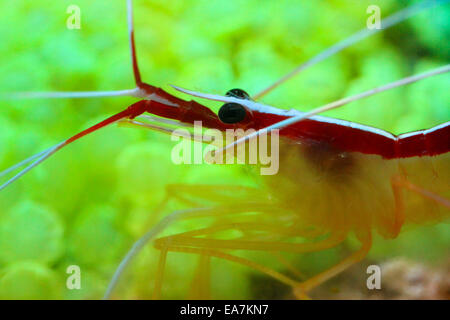 Scharlachrote Skunk Putzergarnelen (Lysmata amboinensis Stockfoto