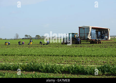 Arbeitsmigranten aus Osteuropa Ernte Salate, Bawdsey, Suffolk, UK. Stockfoto