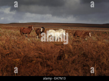 Eine kleine Herde von wilden Welsh Ponys auf den Rhulen Hügeln am Eberedw, in der Nähe von gebaut Wells, Wales Stockfoto