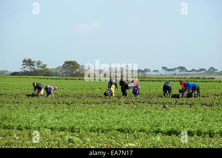 Arbeitsmigranten aus Osteuropa Ernte Salate, Bawdsey, Suffolk, UK. Stockfoto