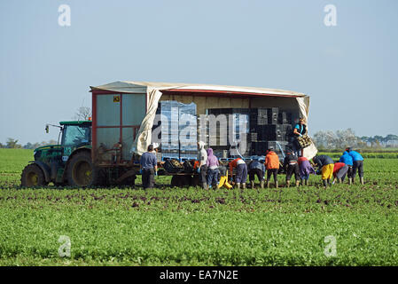 Arbeitsmigranten aus Osteuropa Ernte Salate, Bawdsey, Suffolk, UK. Stockfoto