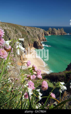 Nahaufnahme von Frühlingsblumen auf Klippe über dem Strand & Meer bei Porthcurno mit Logan Rock in Ferne Penwith West Cornwall Süden W Stockfoto