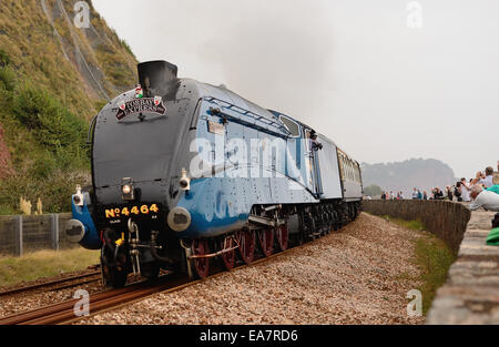LNER class A4 Pacific No 4464 Bittern schleppt den Torbay Express an der Meeresmauer von Teignmouth entlang. 7.. September 2014. Stockfoto