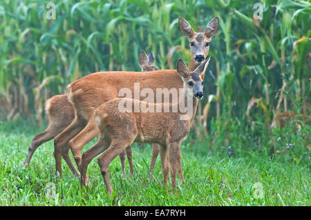 Reh mit zwei jungen Stockfoto