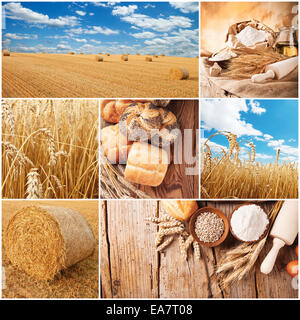 Konzept des Weizen-Zyklus. Feld, ernten und Produkte Stockfoto