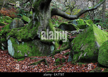 Baum und Felsen in Padley Schlucht, Derbyshire, England Stockfoto