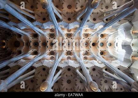 Spalten, die wie Bäume und Gewölbe der Sagrada Familia, entworfen von Antoni Gaudi in Barcelona, Katalonien, Spanien verzweigen. Stockfoto