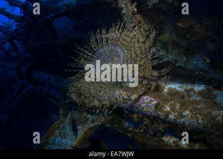 Europäischen Fan-Wurm, Sabella Spallanzanii, close-up n ein Wrack aus dem Mittelmeer, Cirkewwa, Malta. Stockfoto