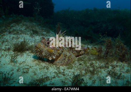 Red Scorpion Fish, Scorpaena Scrofa, in Malta, Mittelmeer genommen. Stockfoto