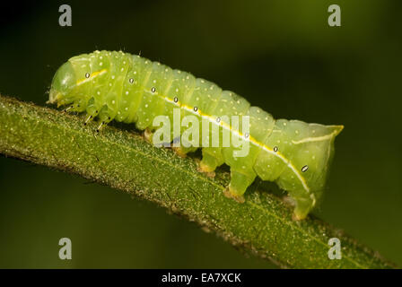 Kupfer Underwing, bucklig grün Fruitworm oder pyramidale grün Fruitworm Larve (Amphipyra Pyramidea) Stockfoto