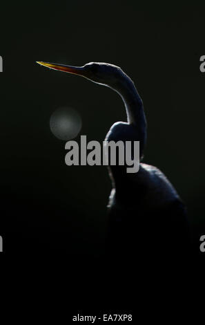 Schlange-Vogel Stockfoto