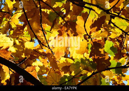 Herbst Hintergrund das Eichenlaub Stockfoto
